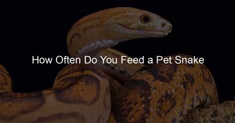 how often do you feed a snake? do snakes need water?